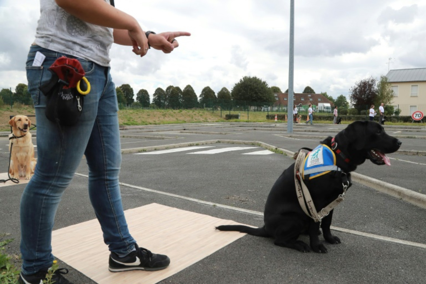 Entraînement de chiens guides, à Courbret (Seine-et-Marne), le 16 septembre 2016 © JACQUES DEMARTHON