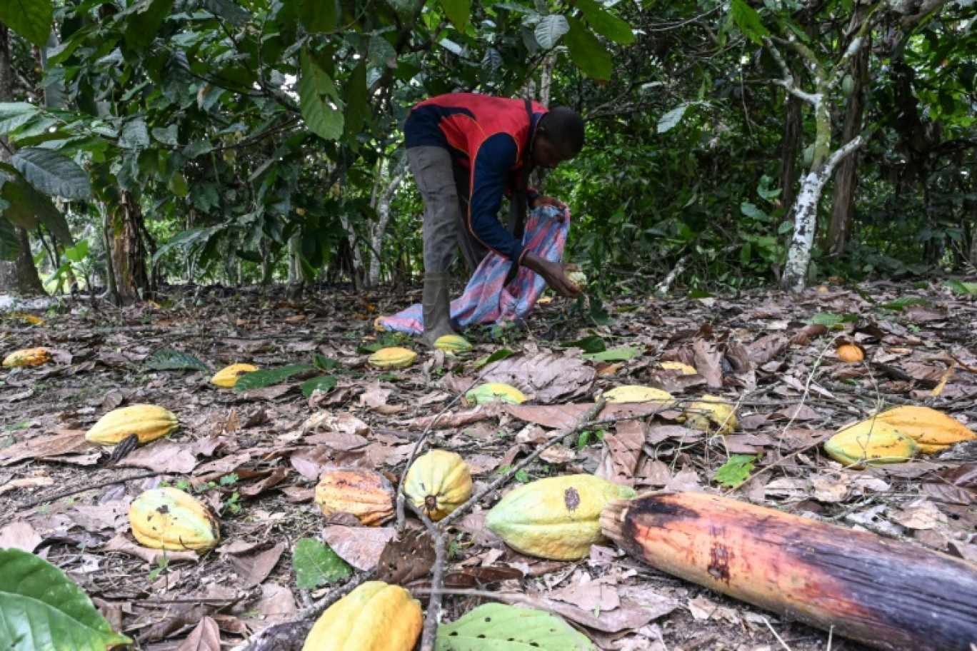 Un ouvrier agricole ramasse des cabosses de cacao dans une plantation à Hermankono, le 14 novembre 2023 en Côte d'Ivoire © Sia KAMBOU