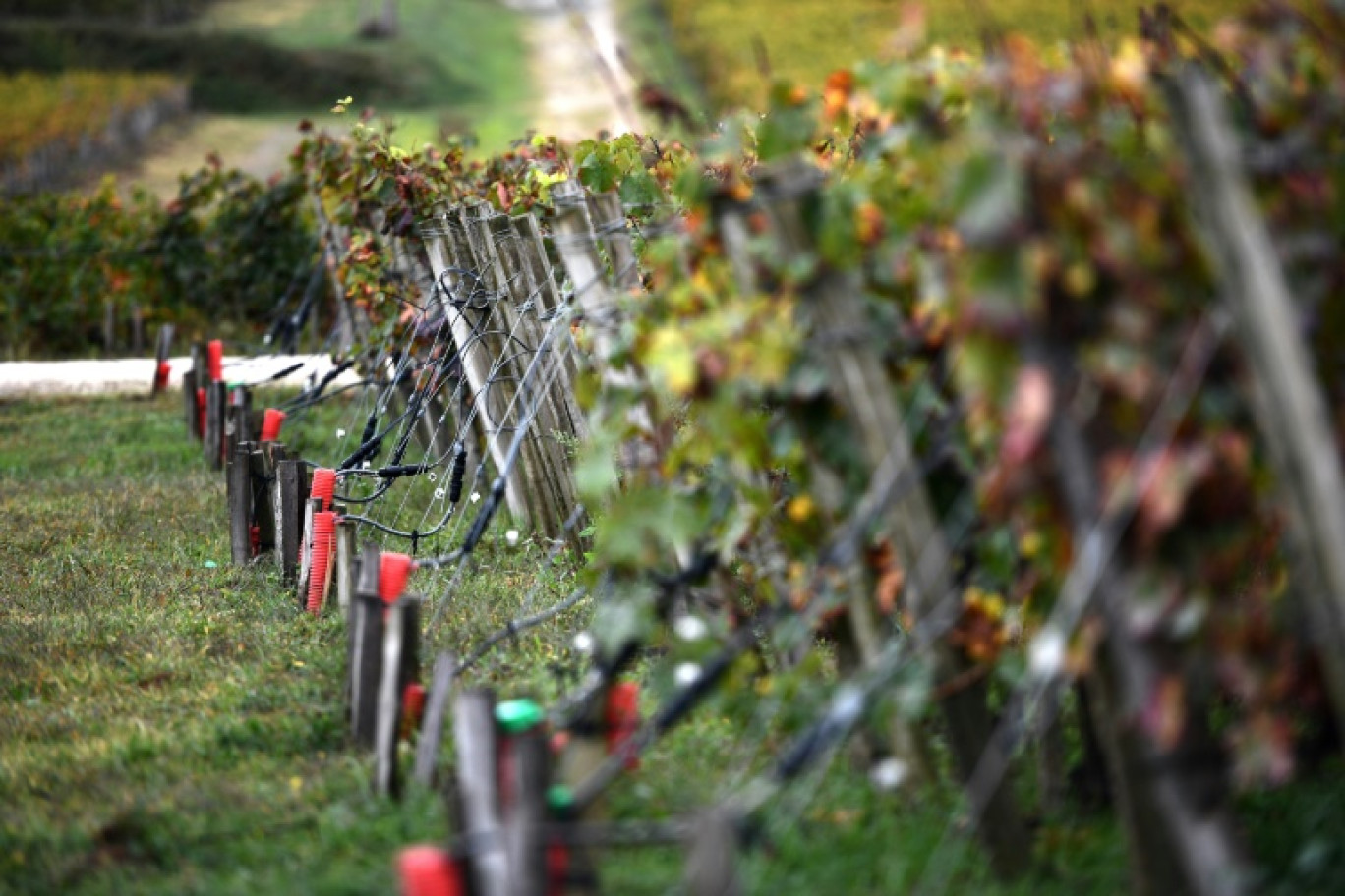 Une chercheuse goûte le vin expérimental du Château La Tour Carnet sous une lumière orangée de lampes au sodium, au laboratoire de l'Institut des sciences de la vigne et du vin, le 9 novembre 2023 à Villenave-d'Ornon, près de Bordeaux, en Gironde © Christophe ARCHAMBAULT