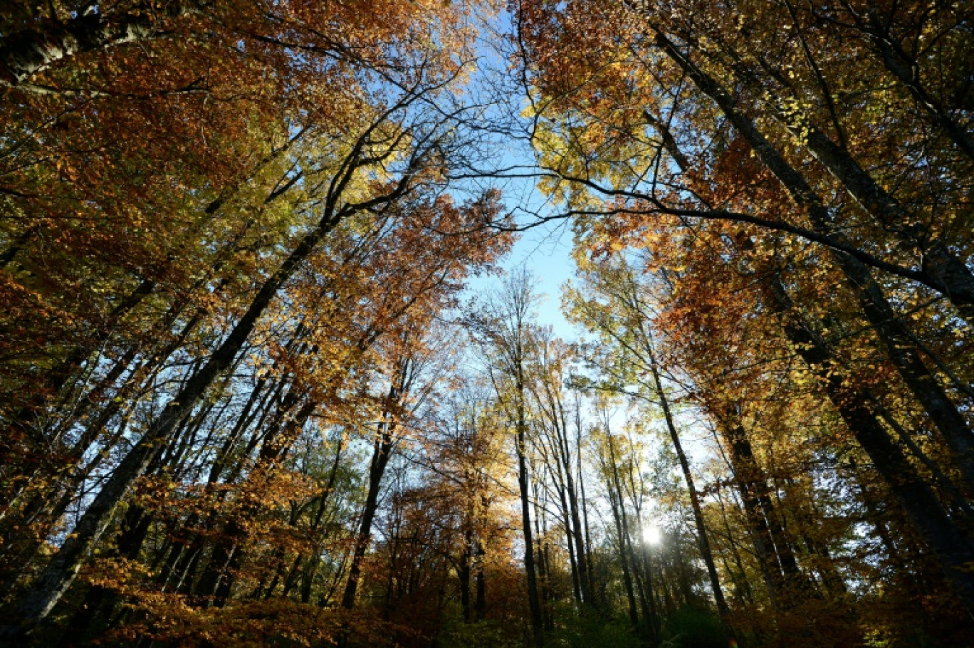 Deux mairies lorraines veulent récupérer les 2.000 hectares de forêts attribués par l'Allemagne en 1871 à une commune alsacienne © PATRICK HERTZOG