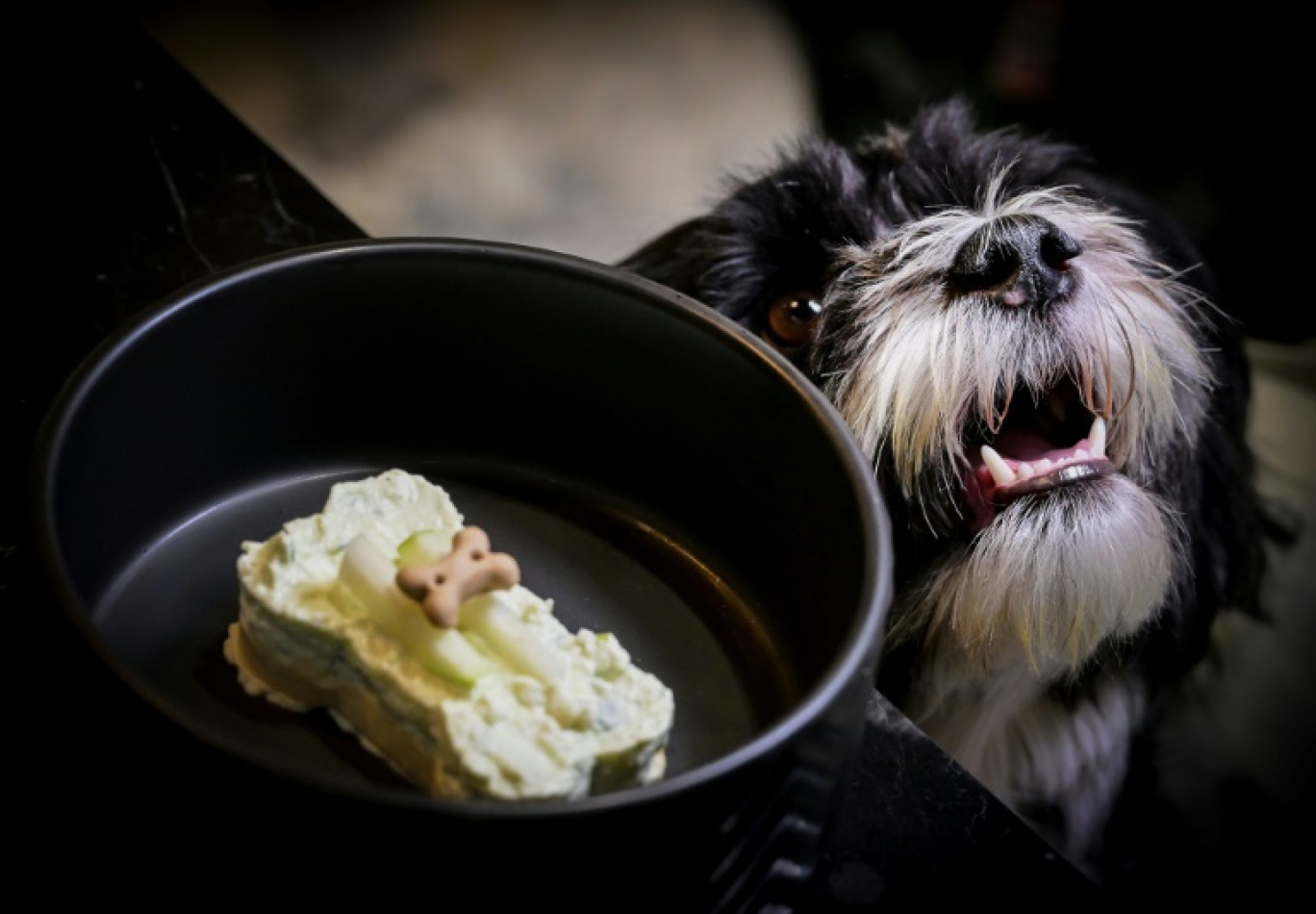 Un chien nommé Pepe attend un dessert en forme d'os servi au restaurant Fiuto à Rome, le 21 novembre 2023 © Tiziana FABI