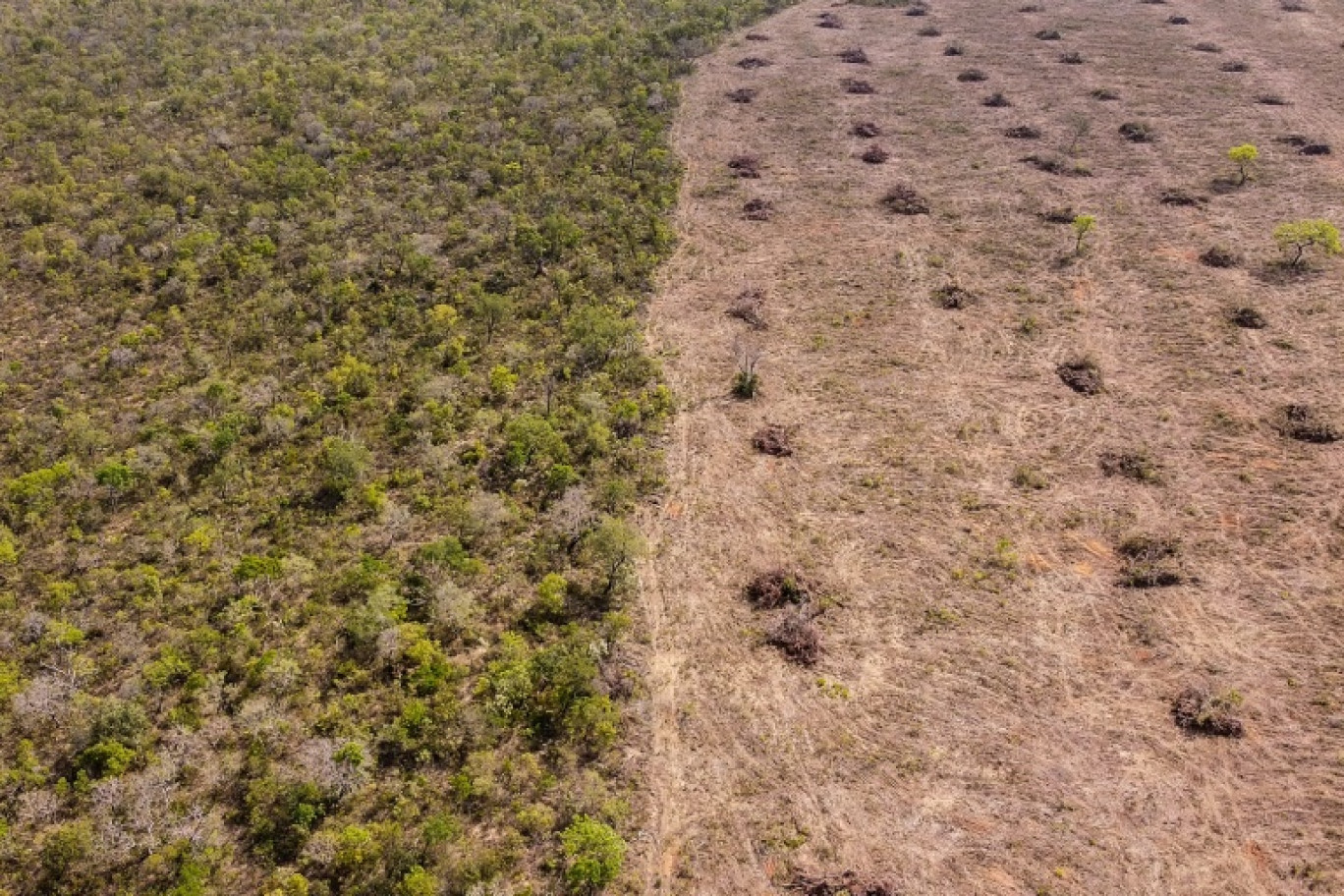 Vue aérienne de la déforestation dans le Cerrado, la savane brésilienne, le 25 septembre 2023, dans l'Etat de Bahia © Florence GOISNARD