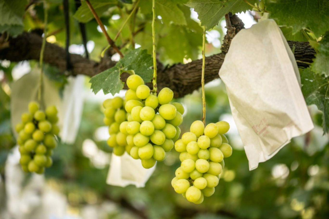 Du raisin Shine Muscat dans les vignes de Yuki Nakamura à Tomi, dans le centre du Japon, le 14 septembre 2023 © Philip FONG