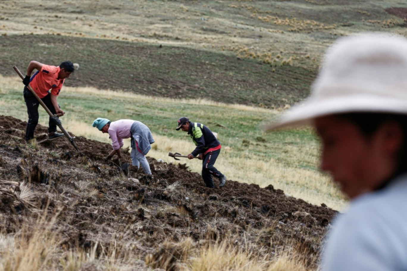 Des agriculteurs dans un champ d'une communauté de Huancayo, dans la région de Junin, le 14 novembre 2023 au Pérou © Hugo CUROTTO