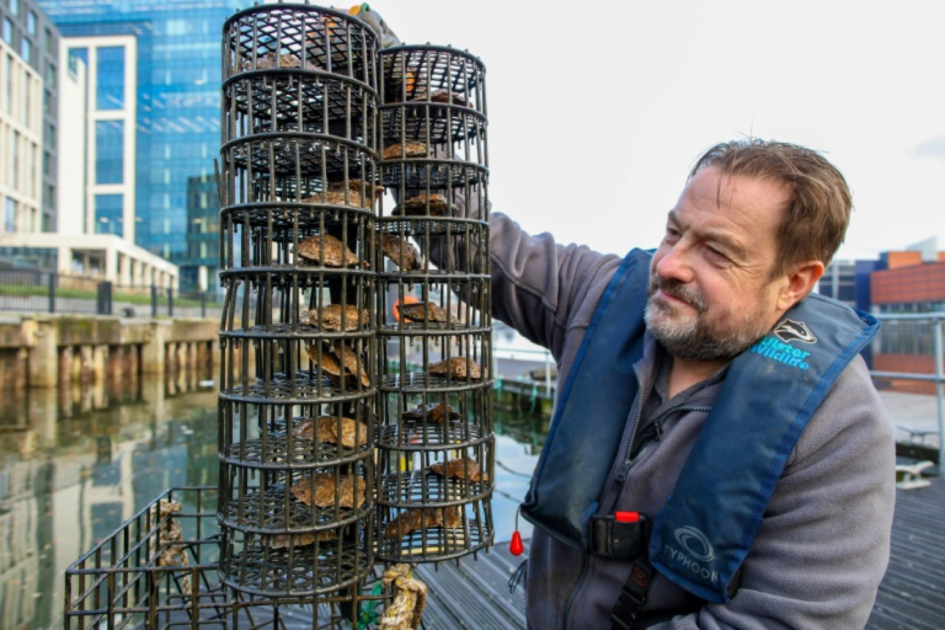 Le responsable de la conservation marine de Ulster Wildlife, David Smyth, tient une cage à huîtres  dans le port de Belfast, le 28 novembre 2023 © PAUL FAITH