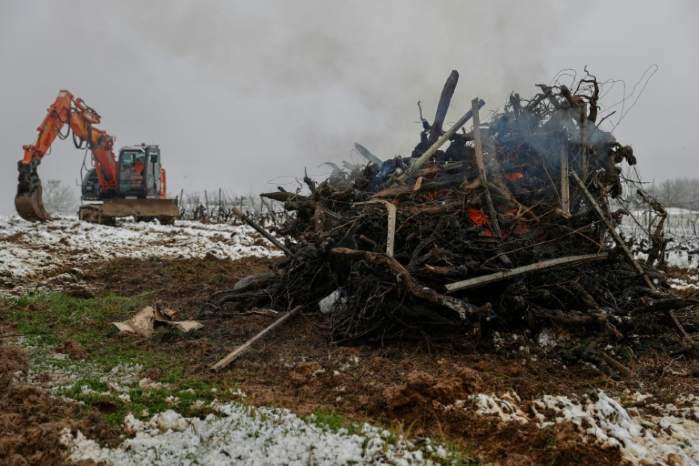 Arrachage de pieds de vigne à Haux au sud-est de Bordeaux, le 18 janvier 2023 © ROMAIN PERROCHEAU