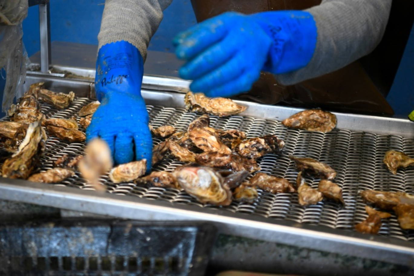 Tri des huitres sur une chaine de production dans une usine à Cancale, le 29 novembre 2019 © DAMIEN MEYER