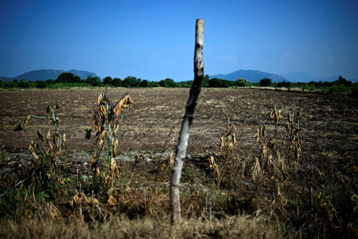 Une plantation de citronniers abandonnée à Apatzingan, dans l'État de Michoacan, le 20 septembre 2023 au Mexique © ALFREDO ESTRELLA