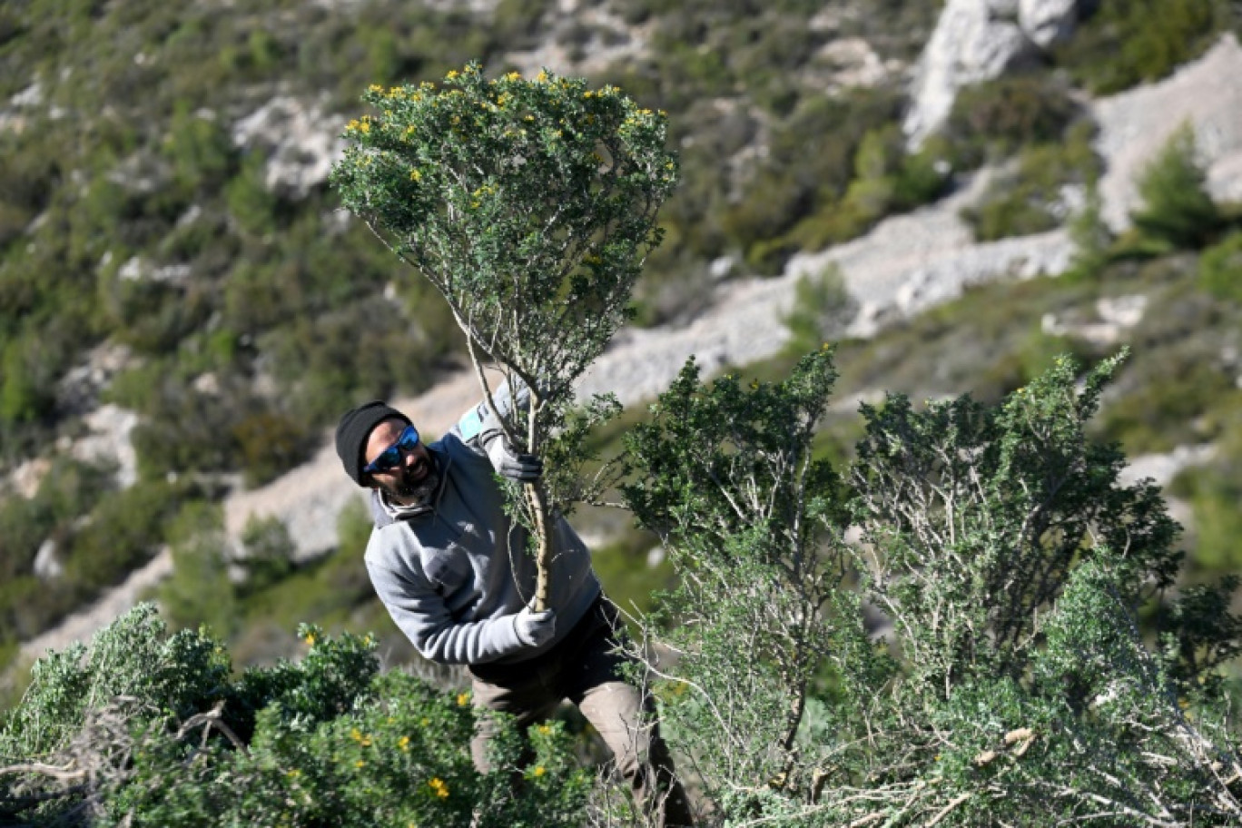 Un employé du Parc National des Calanques arrache de la luzerne arborescente, une plante invasive, dans le parc du Sormiou, le 15 janvier 2024 à Marseille © Nicolas TUCAT