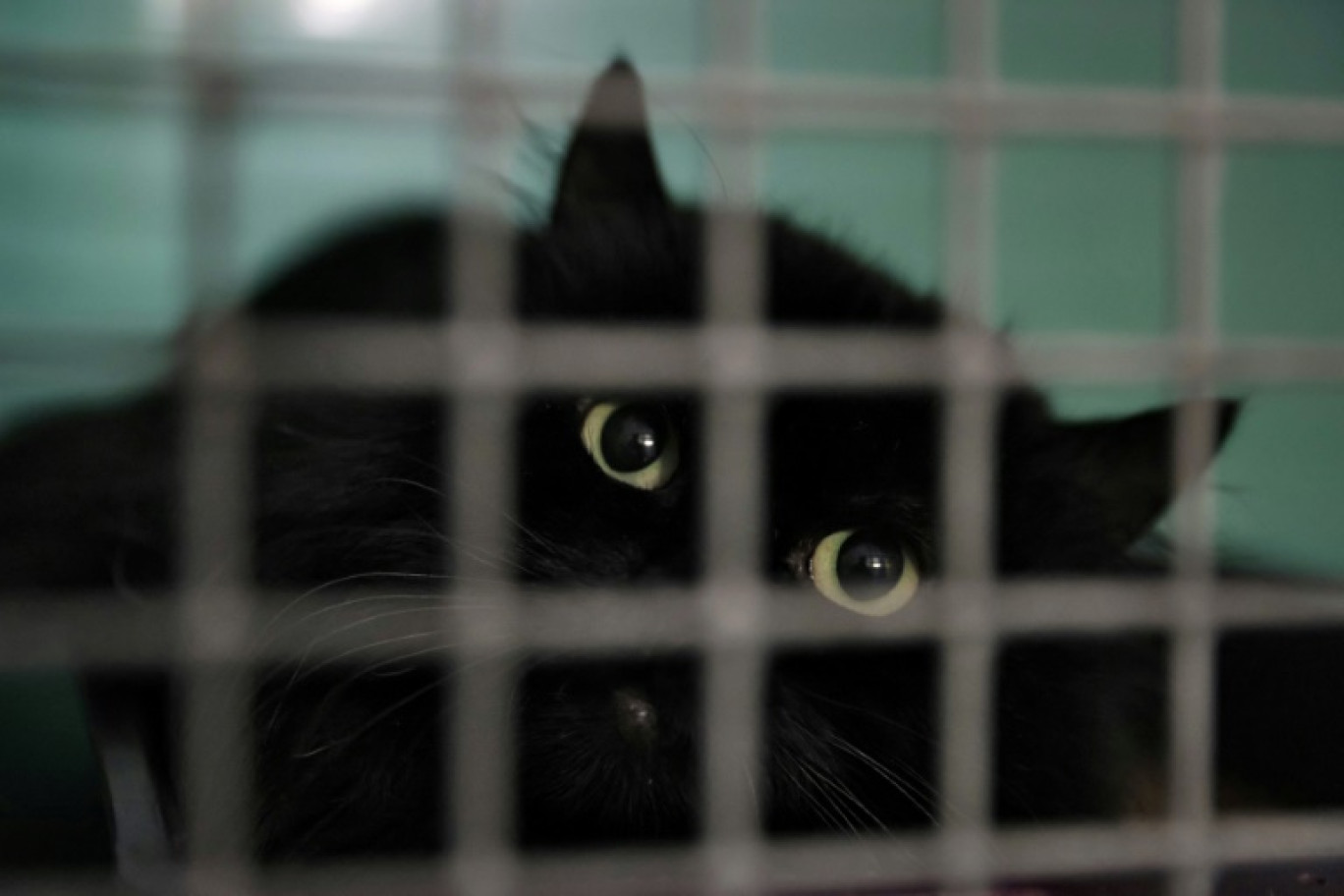 Un chat dans une cage d'un refuge de la Société protectrice des animaux (SPA), le 27 janvier 2023 à Chamarande, dans l'Essonne © Geoffroy Van der Hasselt