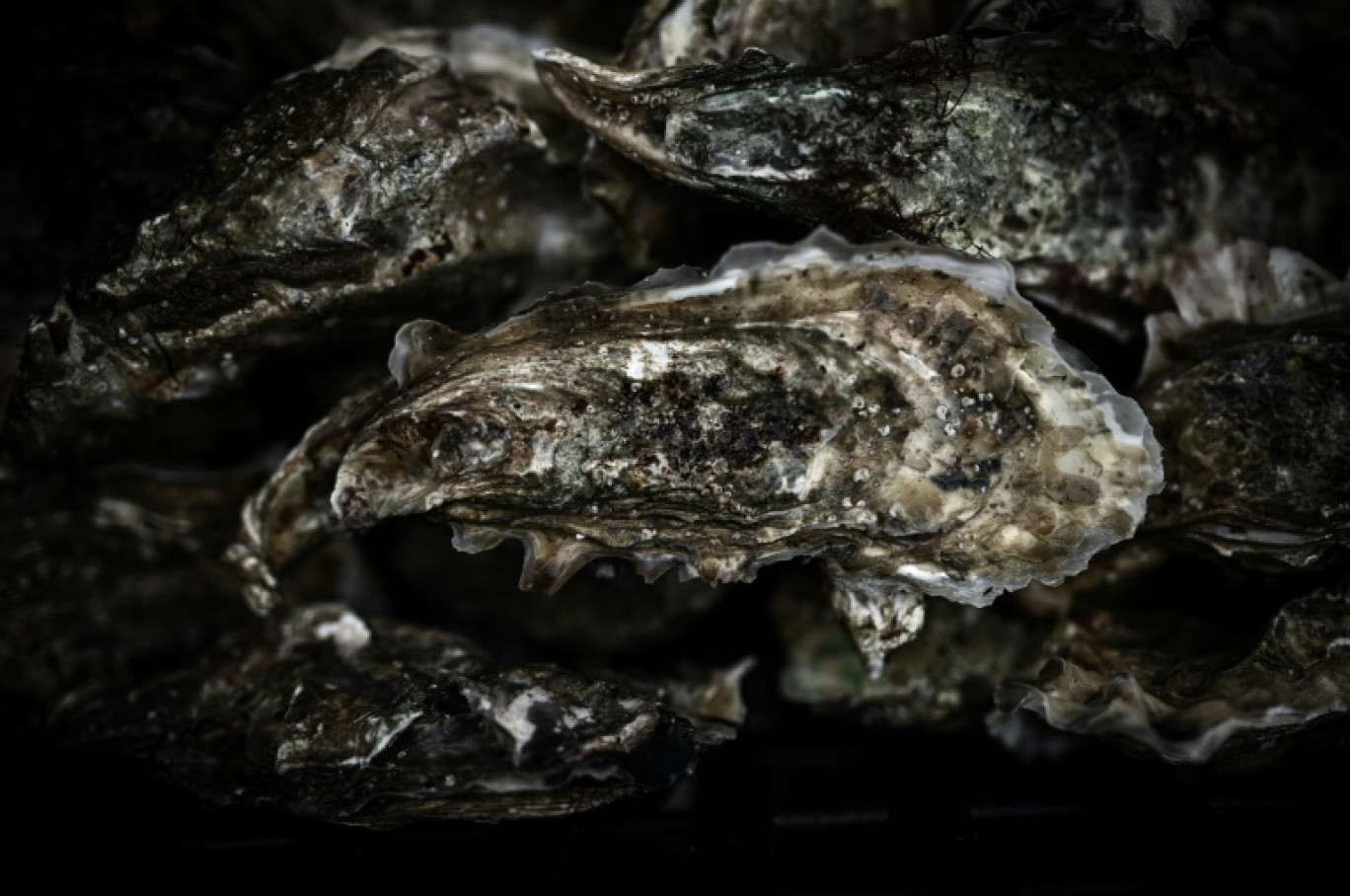 Les huîtres du bassin d'Arcachon (Gironde), interdites à la vente depuis le 27 décembre après des intoxications massives autour de Noël, pourront à nouveau être commercialisées à partir de vendredi © Philippe LOPEZ