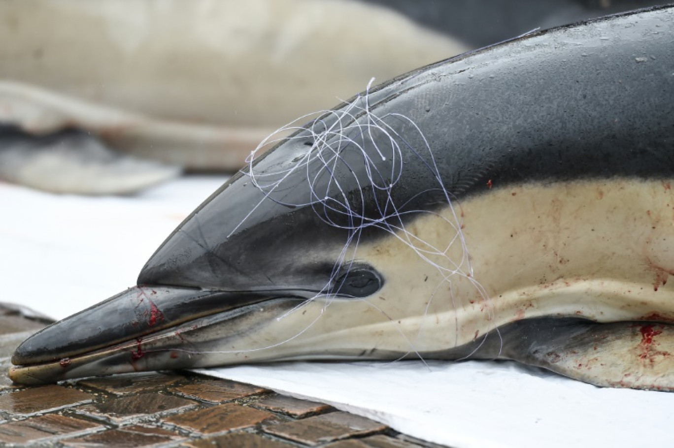 La tête d'un dauphin mort exposée lors d'une manifestation pour dénoncer la pêche non sélective, à Nantes le 24 février 2023 © Sebastien SALOM-GOMIS