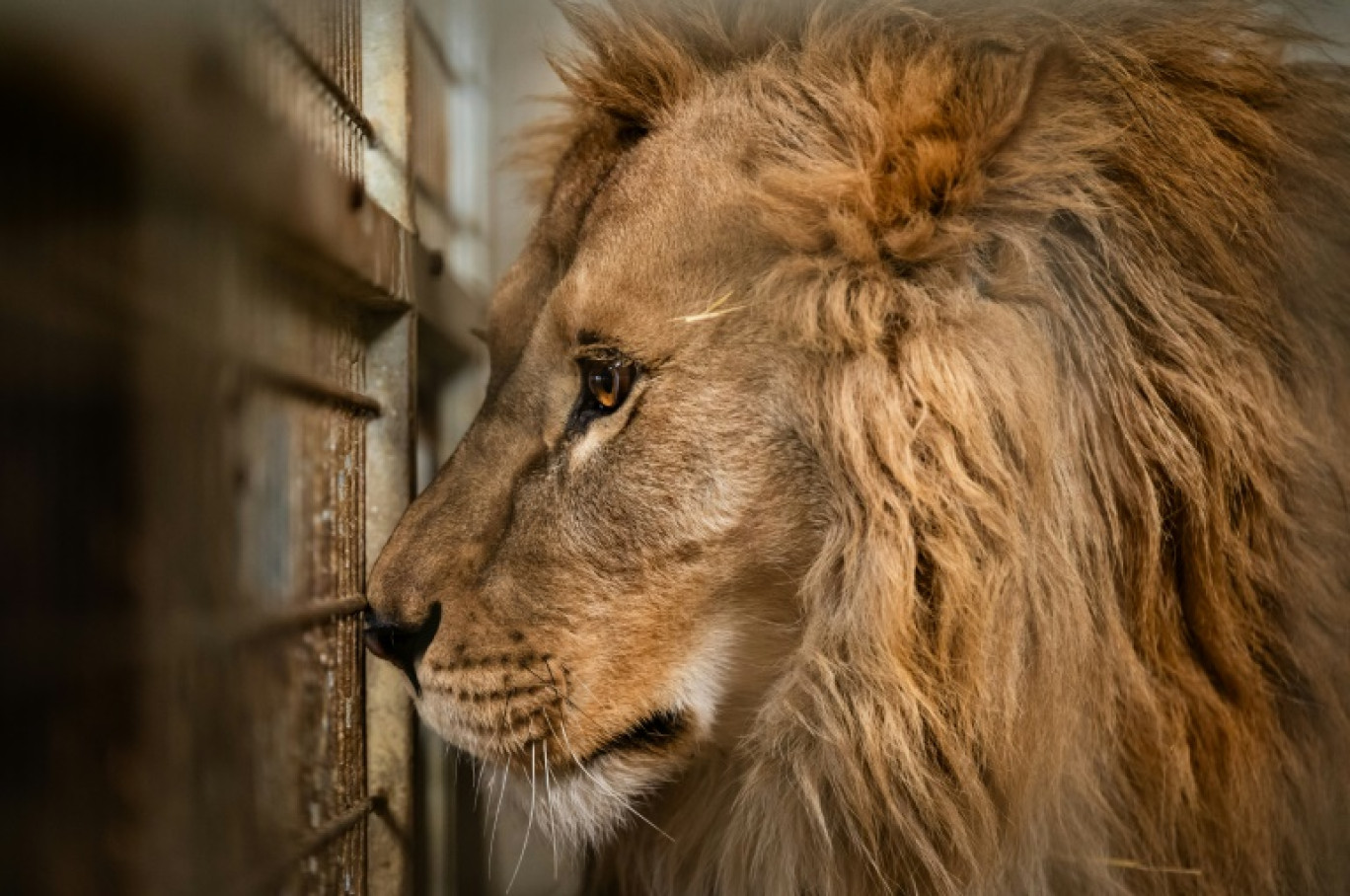 Le lion Atlas, secouru de la guerre en Ukraine, à son arrivée au Parc animalier de l'Auxois, le 26 janvier 2024 à Arnay-sous-Vitteaux, en Côte d'Or © ARNAUD FINISTRE