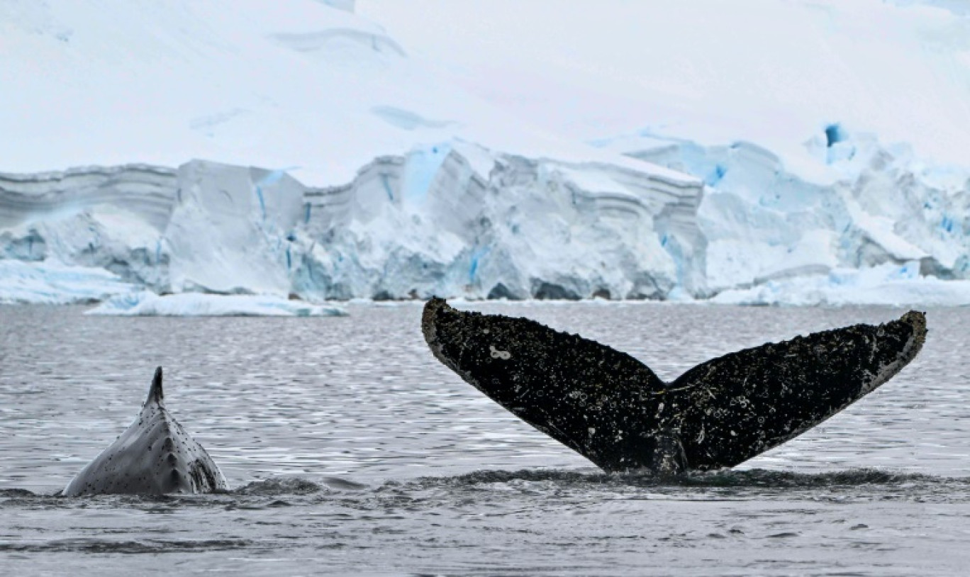 Des baleines à bosse dans les eaux du détroit de Gerlache, en Antarctique, le 24 janvier 2024 © JUAN BARRETO