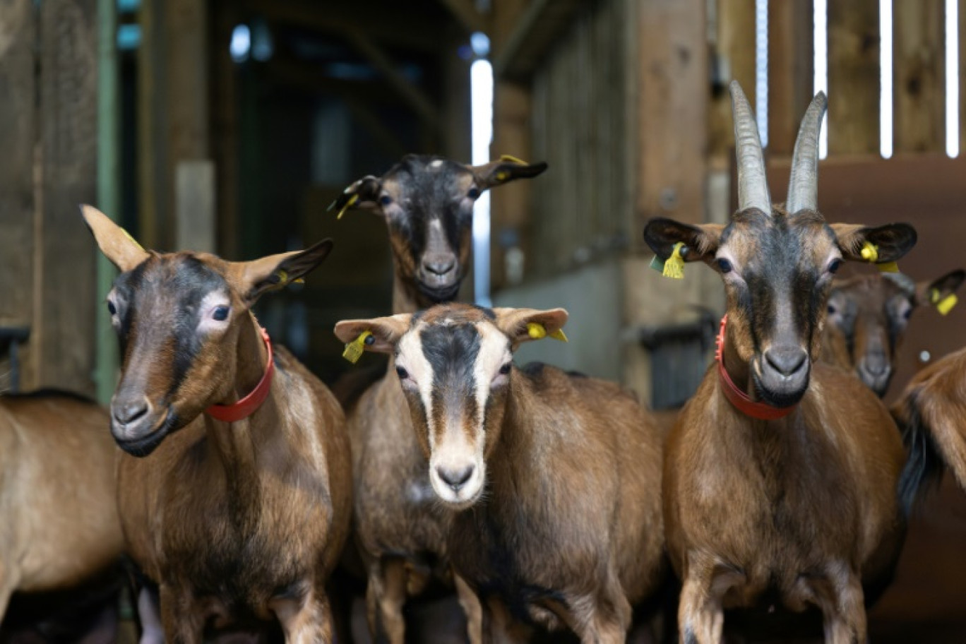 Des chèvres dans une ferme de Saint-Domineuc, le 17 janvier 2024 en Ille-et-vilaine © Damien MEYER