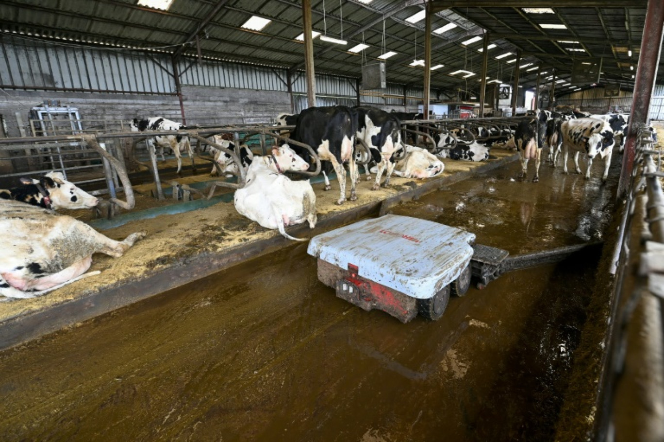 Un robot racleur récupère le fumier frais dans une étable et le déverse dans la pré-fosse pour alimenter le digesteur d'une usine de micro-méthanisation agricole, le 30 janvier 2024 à Marcheville-en-Woèvre, dans la Meuse © Jean-Christophe VERHAEGEN