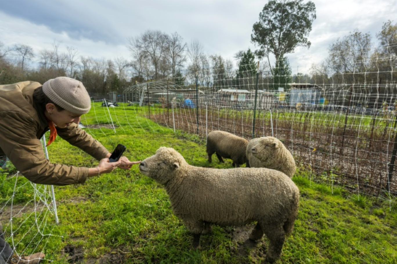 Nina Vukicevic, manager de Common Roots Farm, prend des photos pour les mettre sur la page Facebook de cette ferme à but non lucratif, à Santa Cruz en Californie le 26 janvier 2024 © Nic Coury