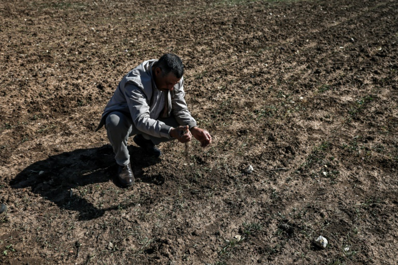 Un agriculteur inspecte son champ de céréales touché par la sécheresse, le 7 février 2024 à Berrechid, dans la province historiquement riche en blé, au sud-est de Casablanca, au Maroc © FADEL SENNA