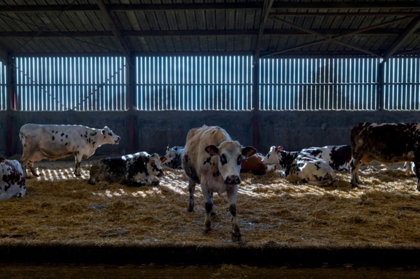 Cette photographie prise le 14 février 2024 montre des vaches d'une ferme collective (Groupement Agricole d'Exploitation en Commun GAEC) à Montigne-les-Rairies © GUILLAUME SOUVANT