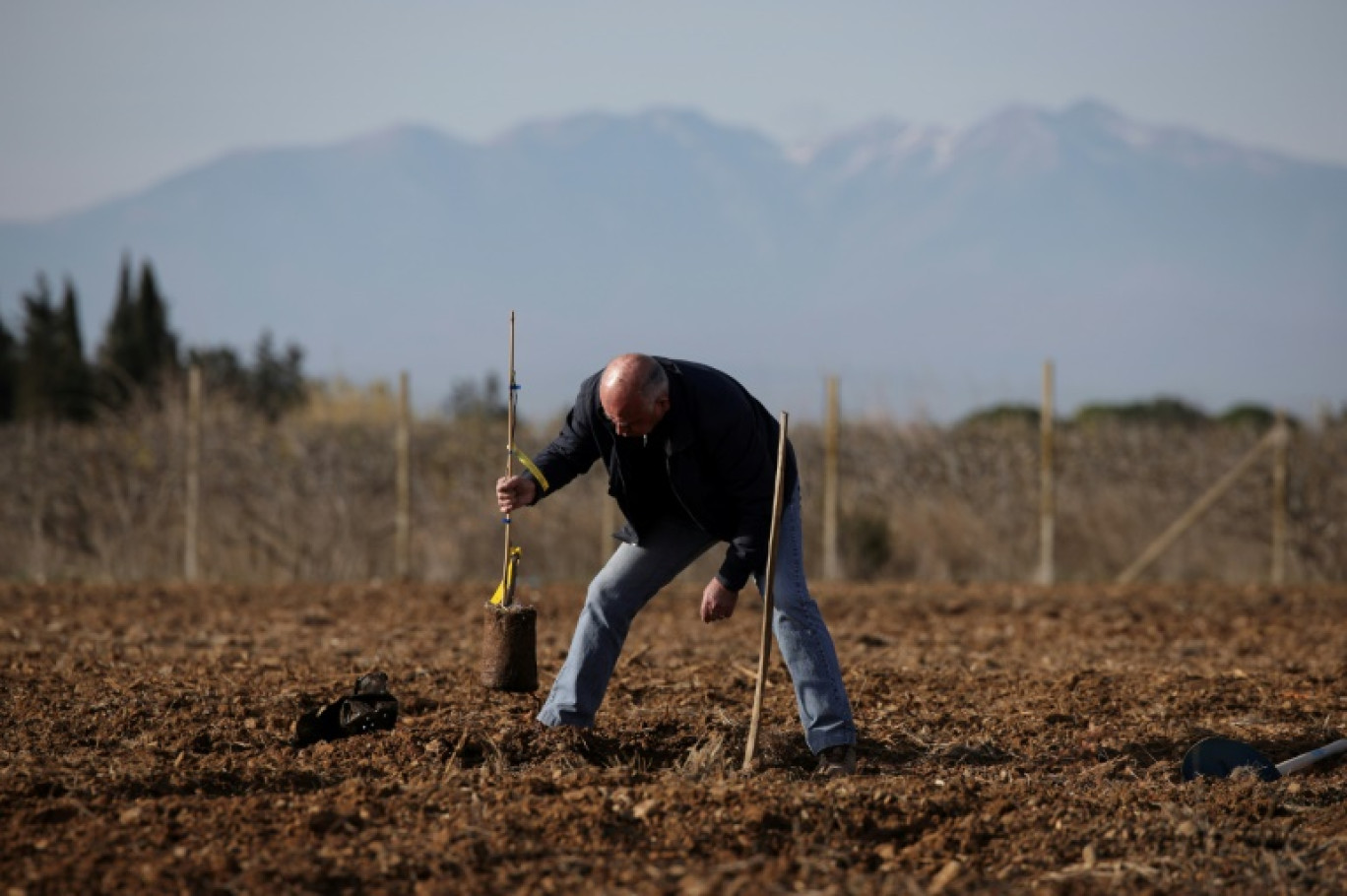 Un homme plante un pistachier dans un champ à Claira, dans les Pyrénées-Orientales, le 8 février 2024 © Valentine CHAPUIS