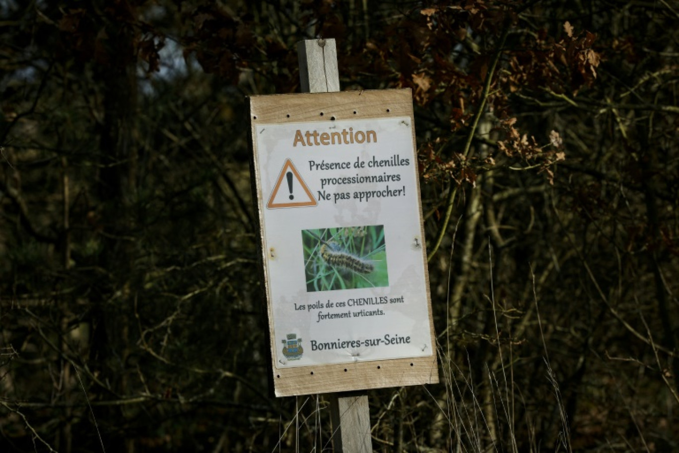 Un panneau met en garde contre la présence de chenilles urticantes, à Bonnières-sur-Seine (Yvelines), le 12 février 2024 © Geoffroy VAN DER HASSELT