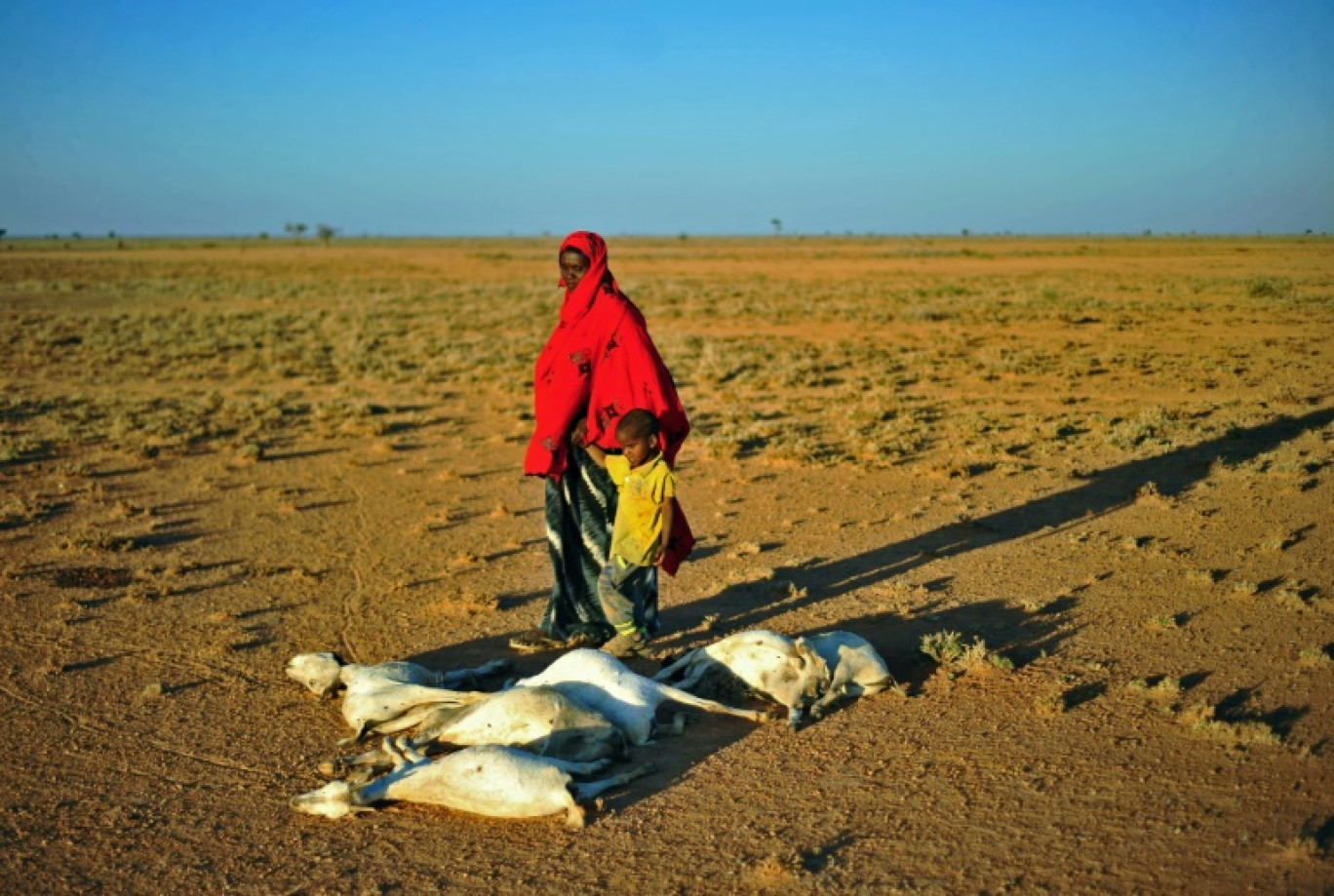 Une femme et un garçon passent devant un troupeau de chèvres mortes le 15 décembre 2016, près de Dhahar, dans le nord-est de la Somalie, touchée par la sécheresse © MOHAMED ABDIWAHAB