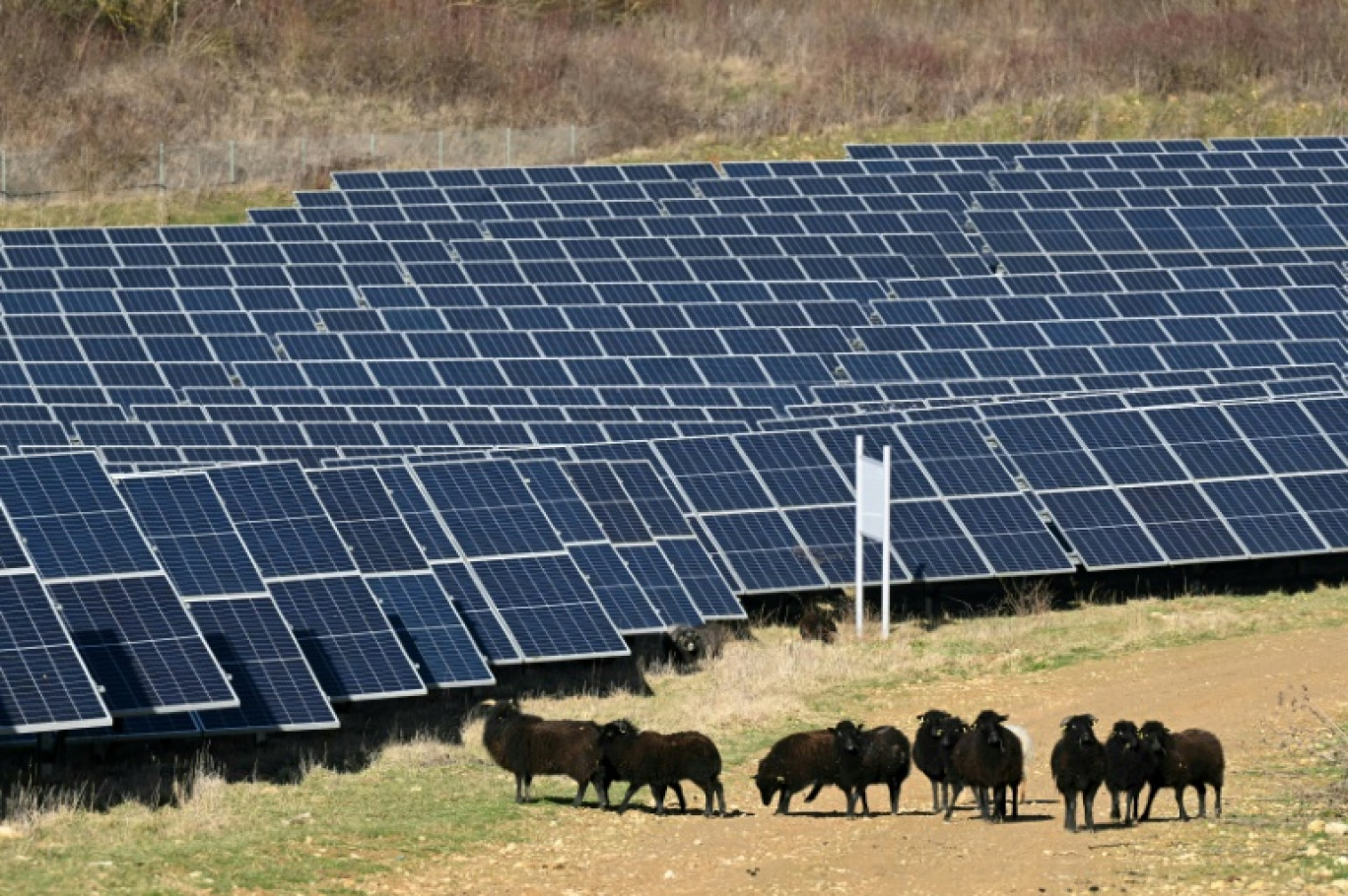 Des moutons dans le parc photovoltaique de Marcoussis, le 12 février 2024 dans l'Essonne © Bertrand GUAY