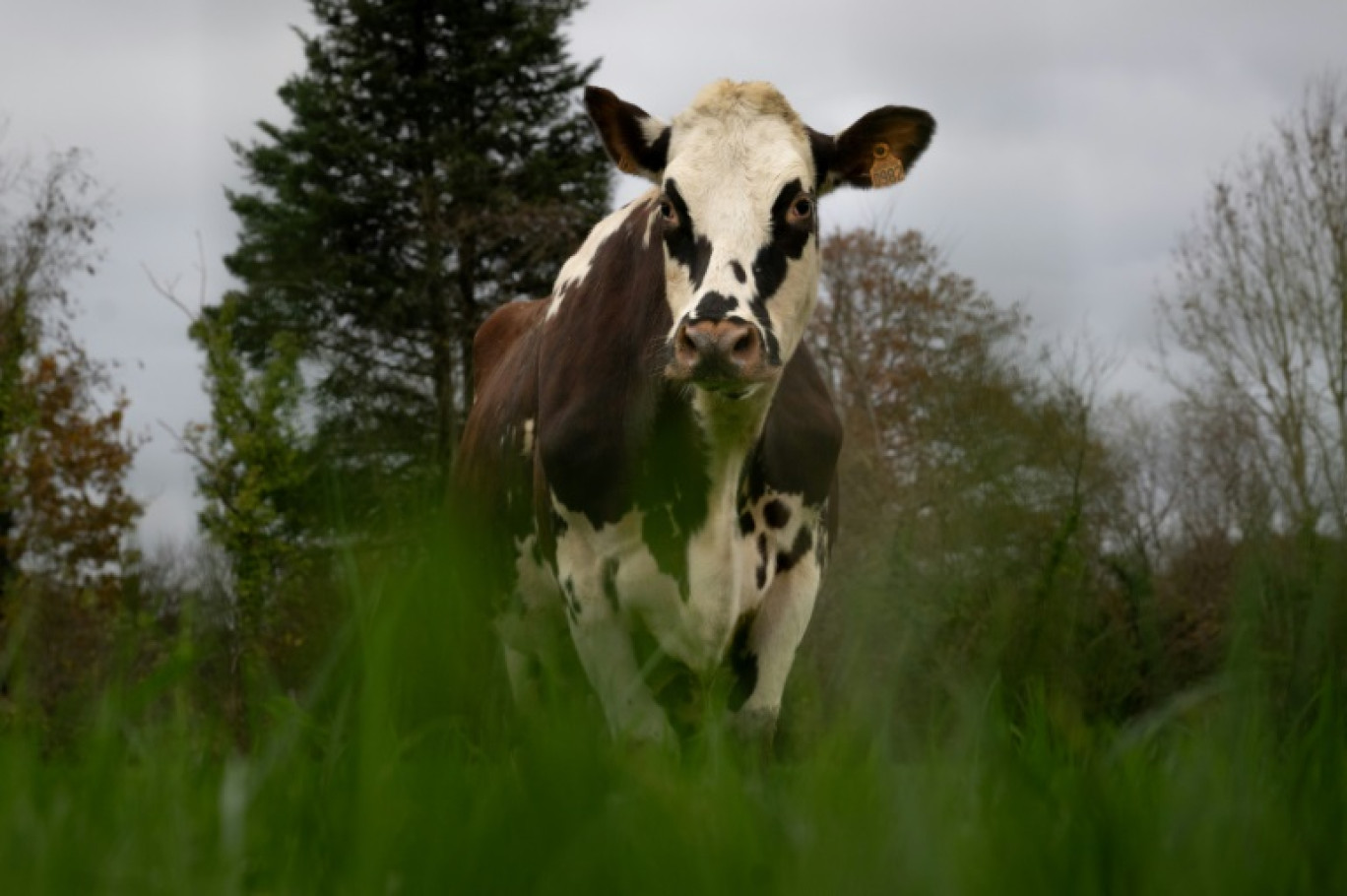 La vache normande Oreillette dans un champ du Groupement Agricole Commun (GAEC) Foucault, le 24 novembre 2024 à Briouze, dans l'Orne © LOU BENOIST