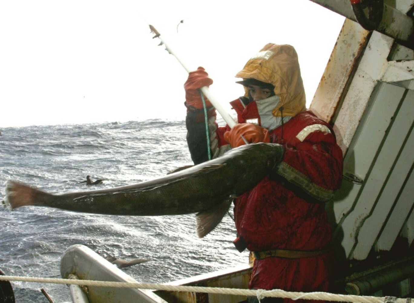 Un pêcheur crochète une légine à bord d'un palangrier, le 1er juillet 2007 au large de l'archipel des Crozet, dans les mers australes françaises © MARCEL MOCHET