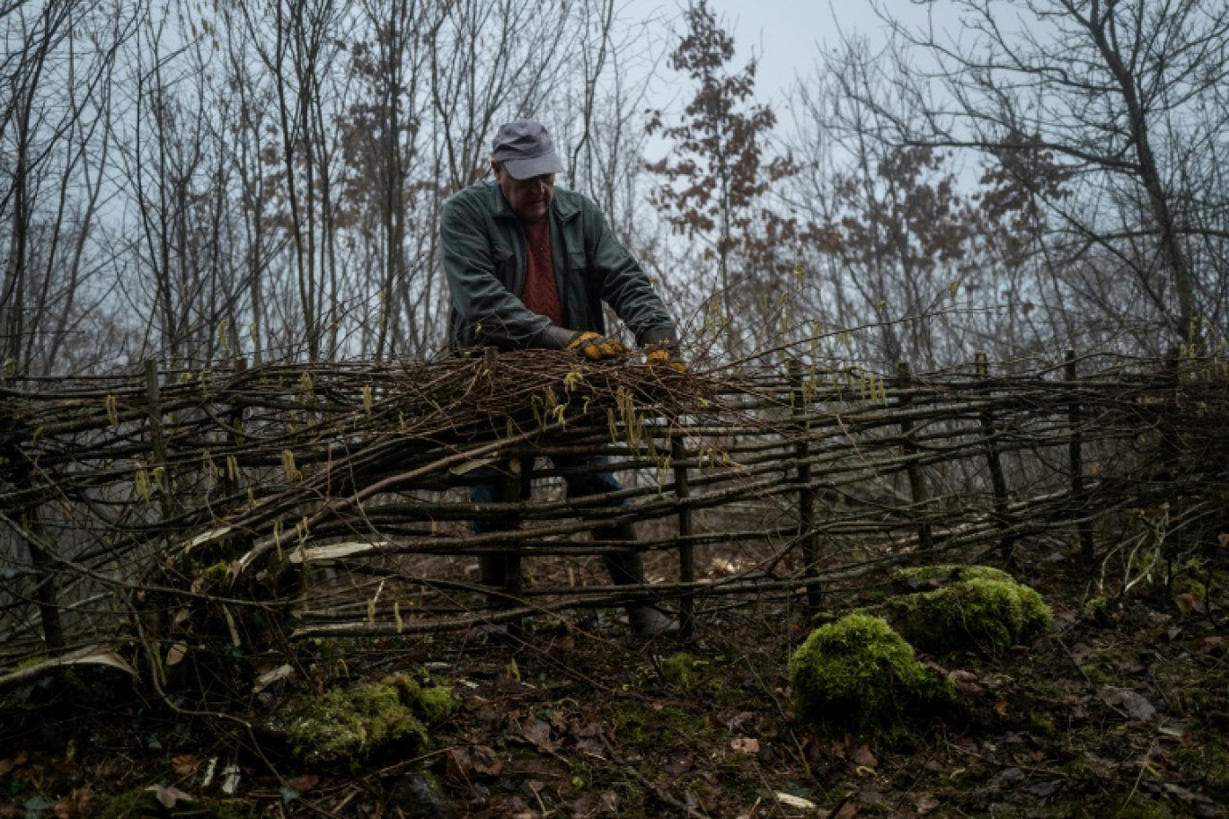 Un homme construit une haie de végétaux tressés dans le Morvan, à Chissey-en-Morvan, en Saône-et-Loire, le 6 février 2024 © ARNAUD FINISTRE