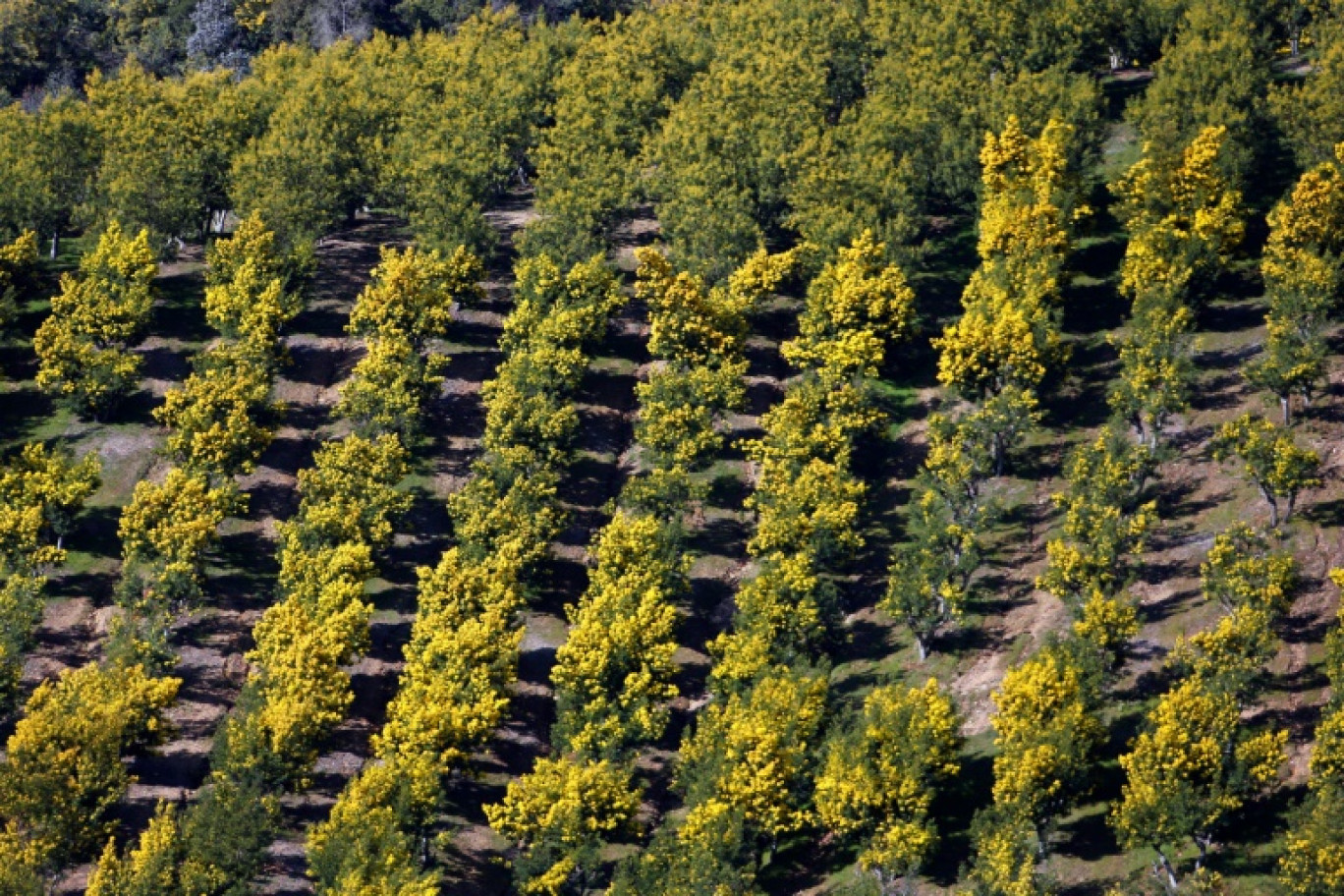 Chaque hiver, l'éclosion de ses milliers de petites fleurs jaunes illumine et embaume la Côte d'Azur, mais le mimosa, plante exotique envahissante et hautement inflammable, représente aussi un danger dans les massifs © Valery HACHE