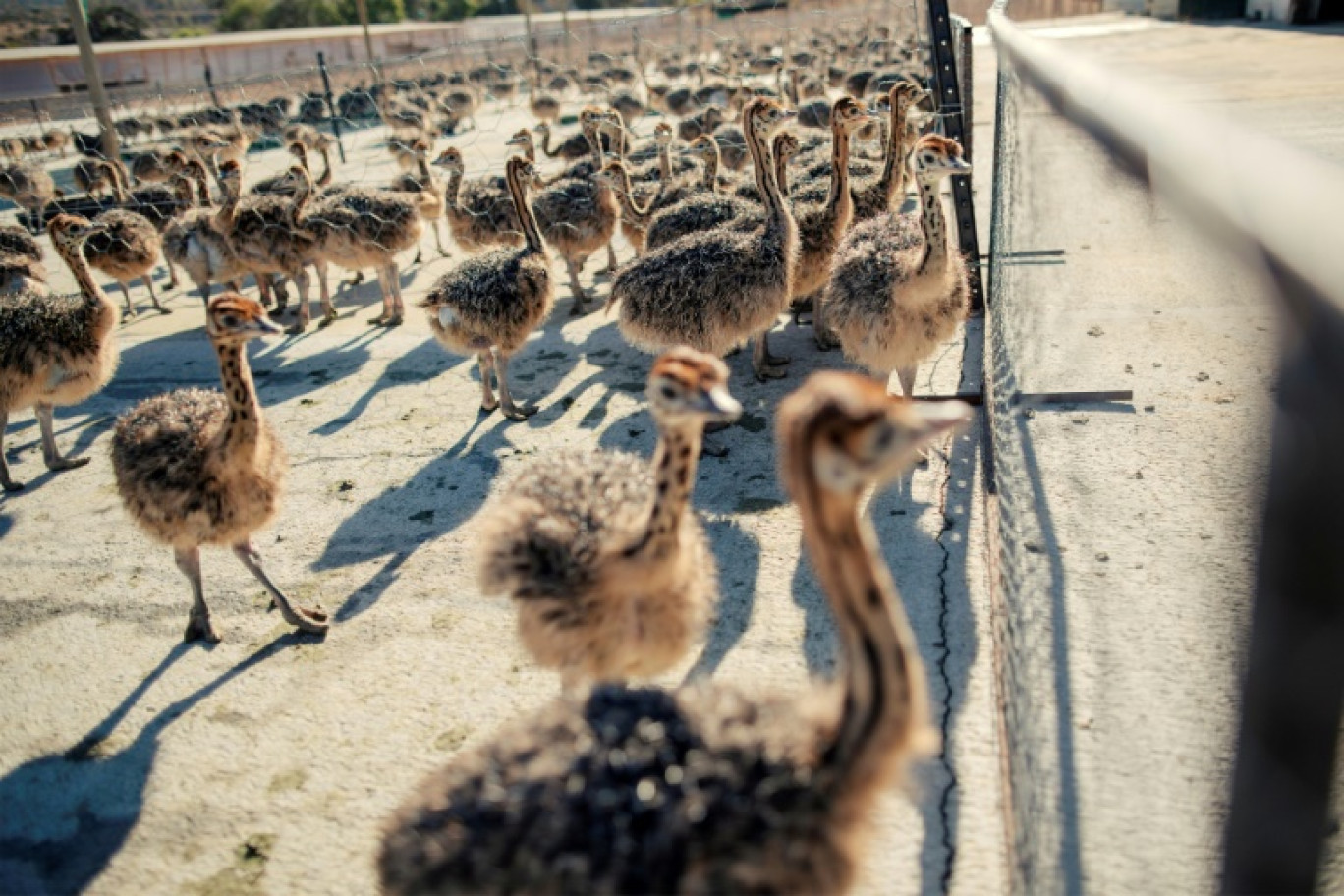 Des jeunes autruches dans un enclos de l'une des fermes de l’éleveur Saag Jonker, le 13 février 2024 à Oudtshoorn, en Afrique du Sud © GIANLUIGI GUERCIA