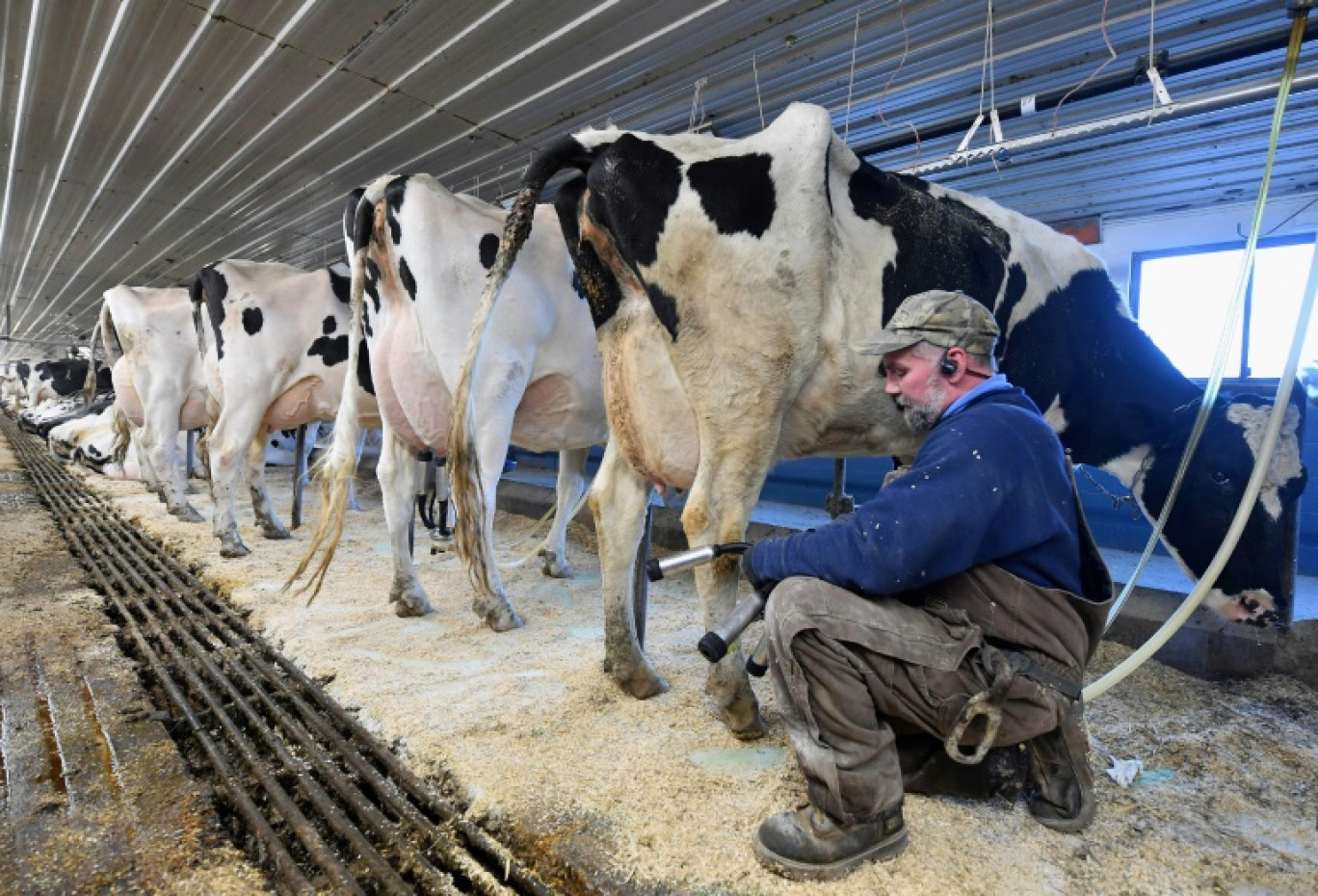 Dave Schillawski, employé de la ferme Tollgate, traite des vaches à la ferme Tollgate, le 17 janvier 2020 à Ancramdale, New York © Angela Weiss