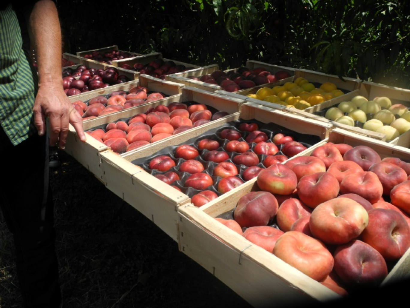 Selon plusieurs ONG, la présence de pesticides contenant ces substances chimiques a explosé entre 2011 et 2021 dans les végétaux consommés dans l'Union européenne, notamment dans les fruits d'été © Sandra LAFFONT