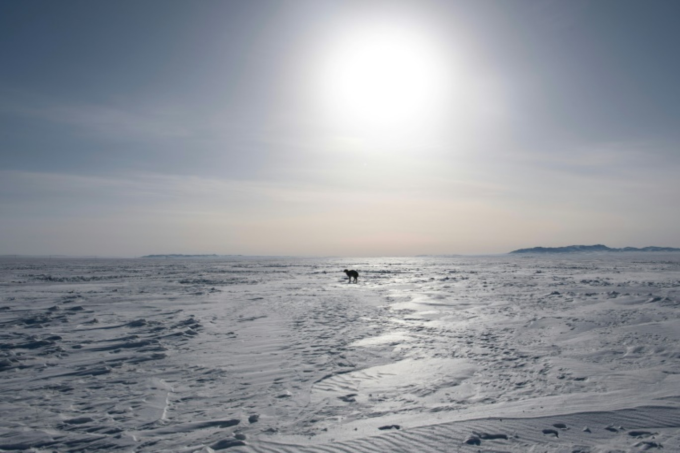 Un mouton sur la neige lors de températures extrêmement froides à Bayanmunkh, dans la province de Khentii, le 22 février 2024 en Mongolie © Byambasuren BYAMBA-OCHIR