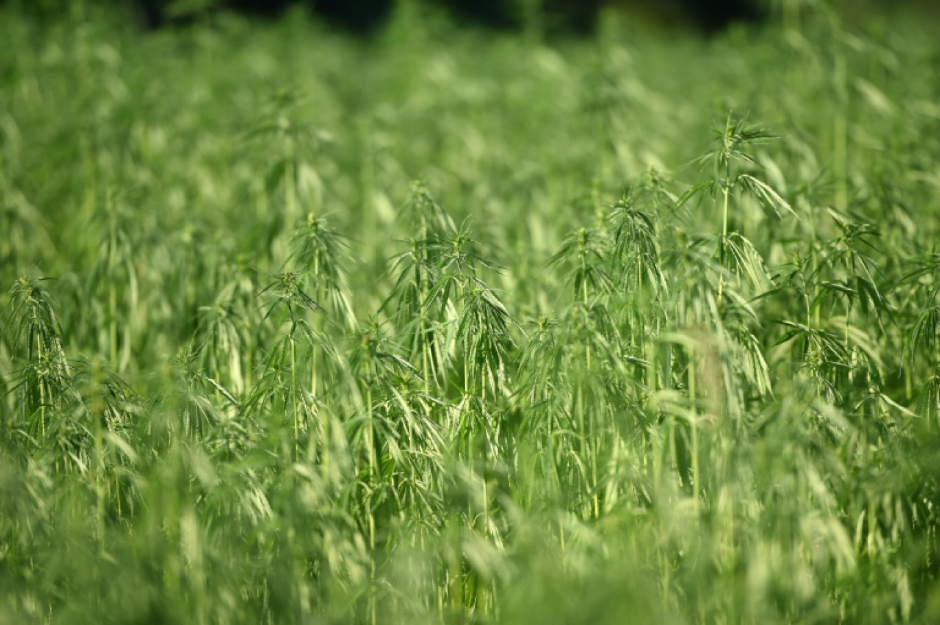 Un champ de chanvre, dont les débouchés vont du textile à la construction en passant par l'alimentation et les cosmétiques, à Saint-Agnet dans le sud-ouest de la France le 
11 juillet 2022 © GAIZKA IROZ