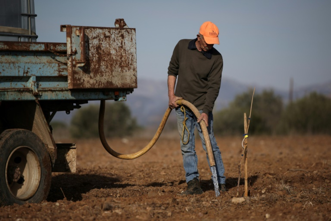 Un homme arrose un pistachier fraîchement planté, à Claira, dans les Pyrénées-Orientales, le 8 février 2024 © Valentine CHAPUIS