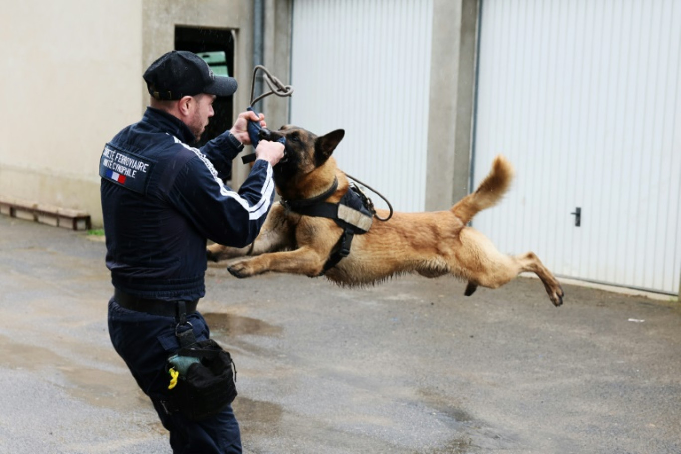 Un policier de l'Unité Nationale Canine entraîne un chien, au Centre National de Formation des Unités Cynotechniques de Cannes-Ecluse, au sud de Paris, le 12 mars 2024 © ALAIN JOCARD