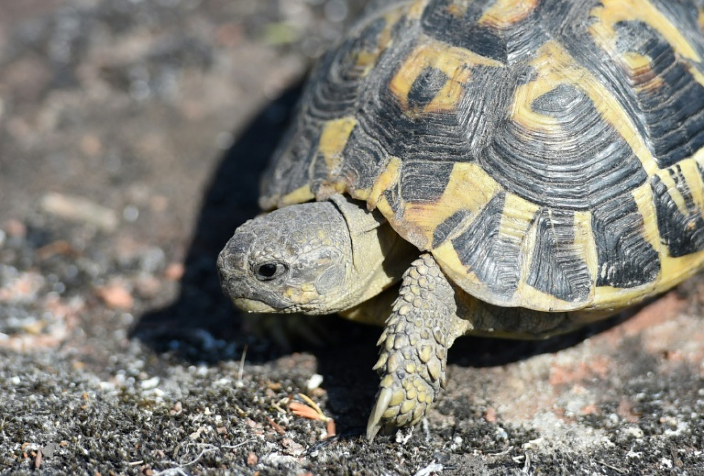 Une tortue d'Hermann à La Garde-Freinet dans le Var, le 20 août 2021 © SYLVAIN THOMAS