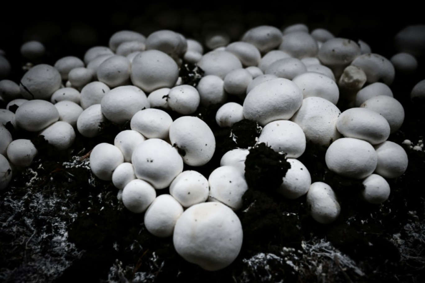 Des champignons cultivés à Parentis-en-Born, dans les Landes, chez "Cabane & Compagnie", le 18 mars 2024 © Philippe LOPEZ