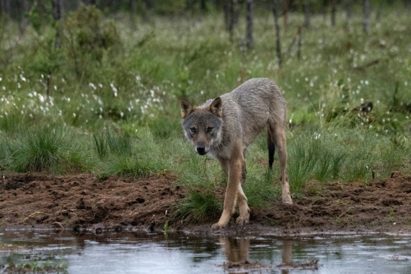 Onze ONG de protection de l'environnement lancent une campagne et une pétition contre l'abaissement du statut de protection du loup dans l'UE, jugeant que cela "mettrait en péril la survie d'une espèce déjà vulnérable © Olivier MORIN