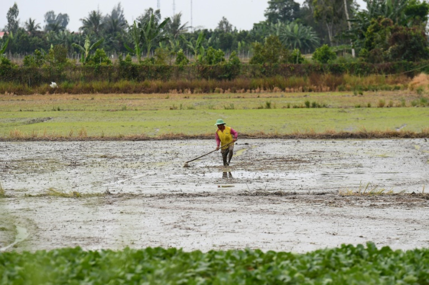 Un agriculture dans une rizière à Can Thoa, dans le delta du Mékong, le 28 février 2023 au Vietnam © Nhac NGUYEN