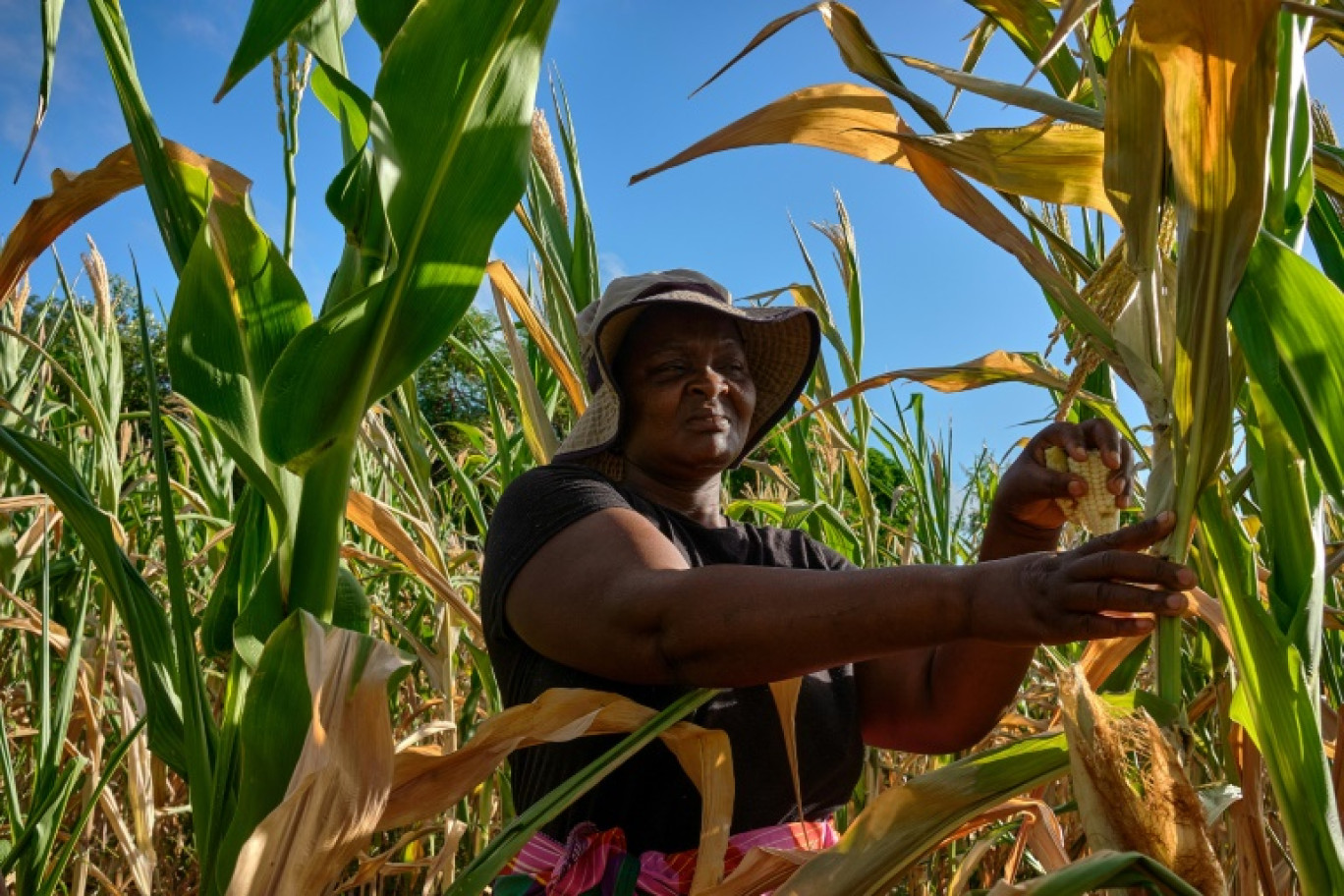 L'agricultrice Ladias Konje dans son champ de maïs touché par la sécheresse, le 3 mars 2024 à Kanyemba, au Zimbabwe © Jekesai NJIKIZANA