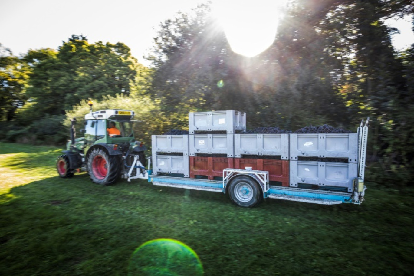 Des caisses de raisins sont transportées après la recolte au domaine Gusbourne, Appledore, près d'Ashford, au Royaume-Uni, le 28 septembre 2022 © Ben Stansall