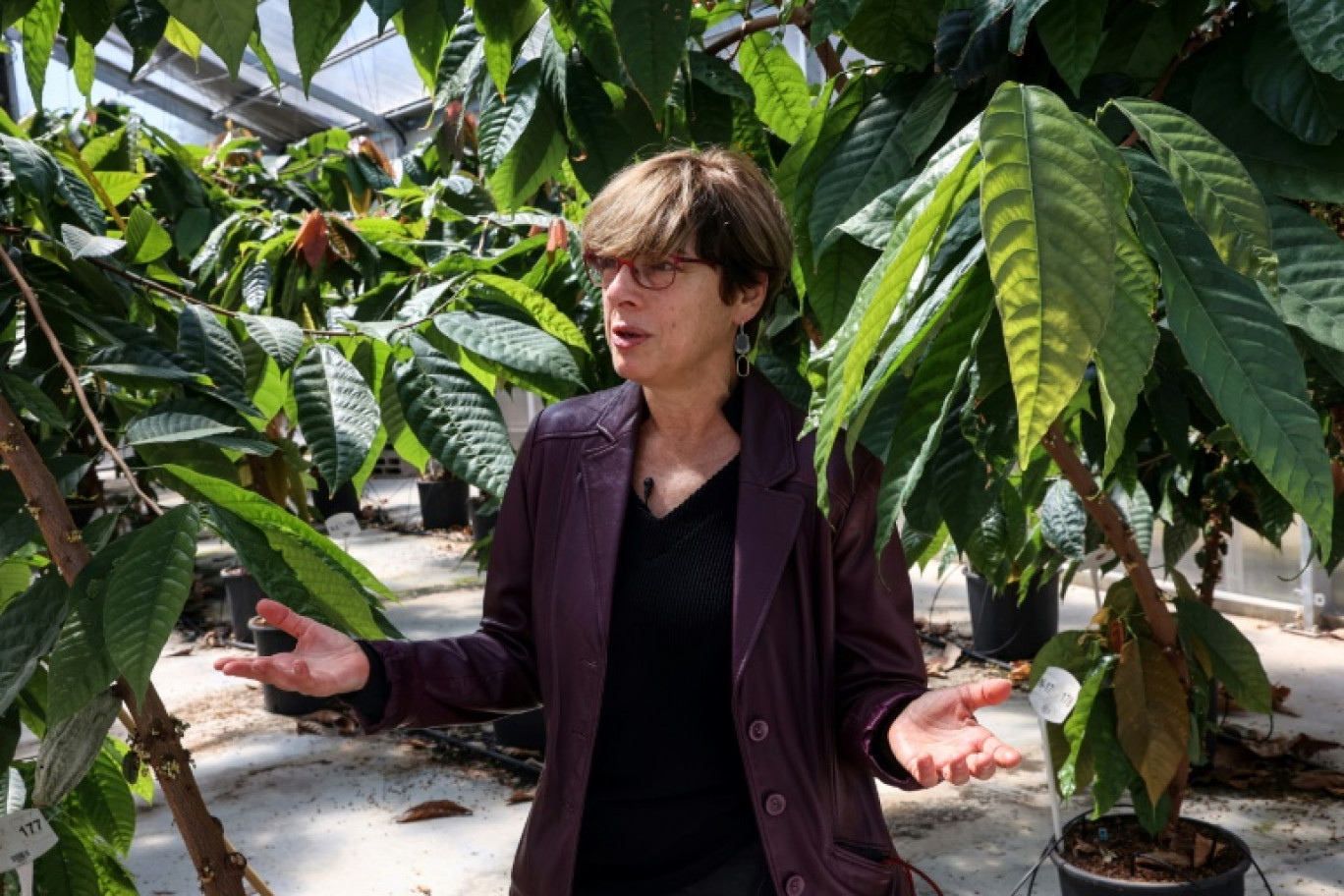 Ellen Graber, scientifique à l'institut Volcani, parle au milieu des cacaoyers, à Beit Dagan, près de Tel-Aviv, le 20 mars 2024 © GIL COHEN-MAGEN