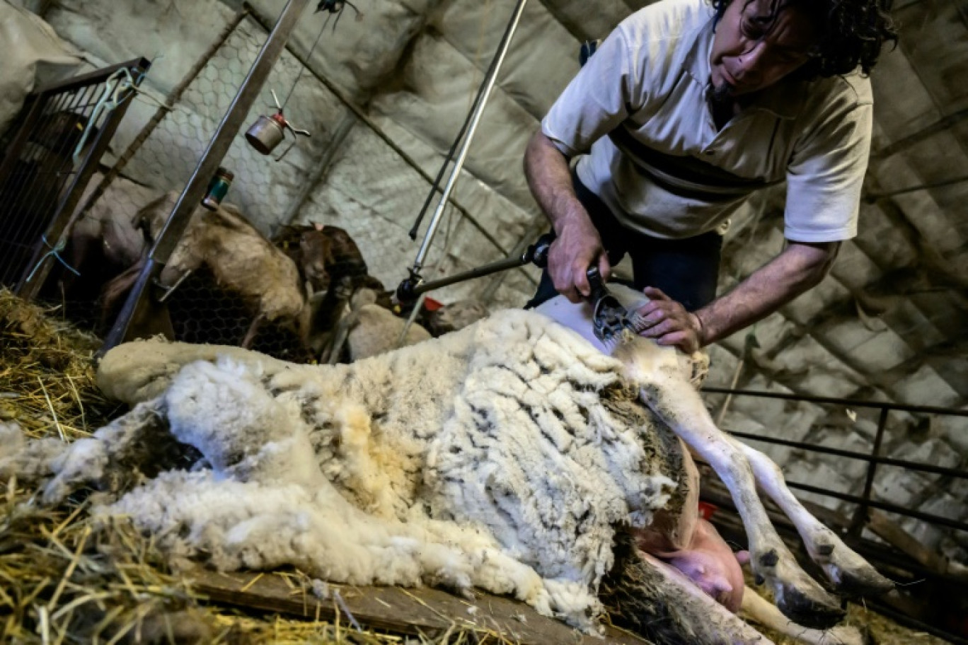 Un tondeur de moutons dans une bergerie de Poliénas (Isère), le 12 avril 2024 © JEAN-PHILIPPE KSIAZEK