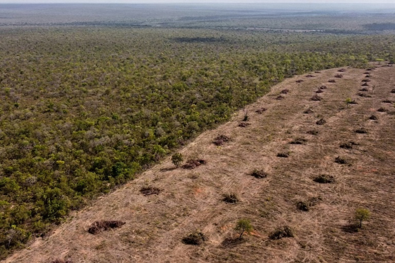 Déforestation du Cerrado (savane) indigène à Sao Desiderio, dans l'ouest de l'État de Bahia à l'est de Brasilia, le 25 septembre 2023 © Florence GOISNARD