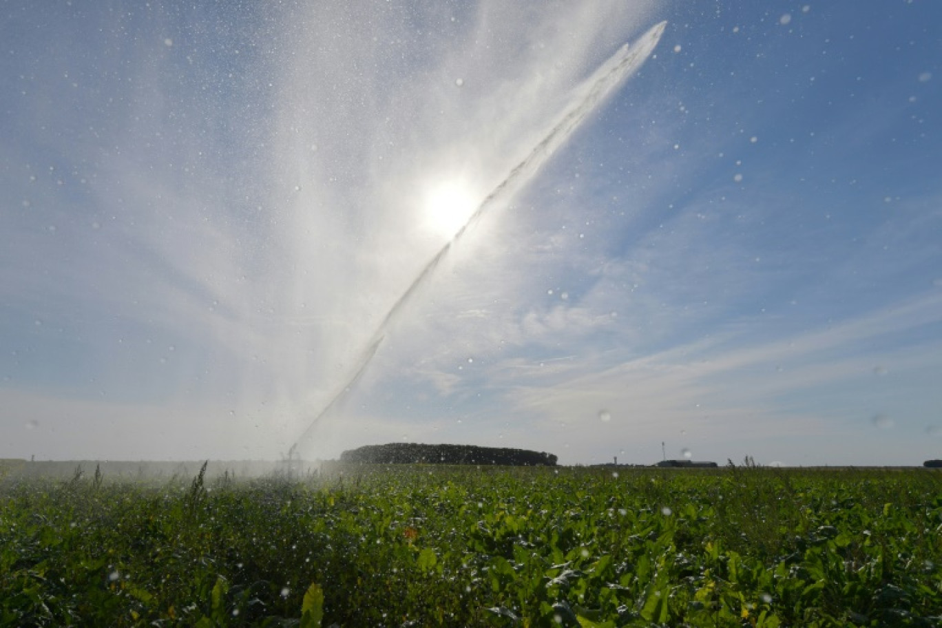 Un champ de betteraves irrigué à Saint-Georges-sur-Eure (Eure-et-Loir), le 13 août 2022 © JEAN-FRANCOIS MONIER