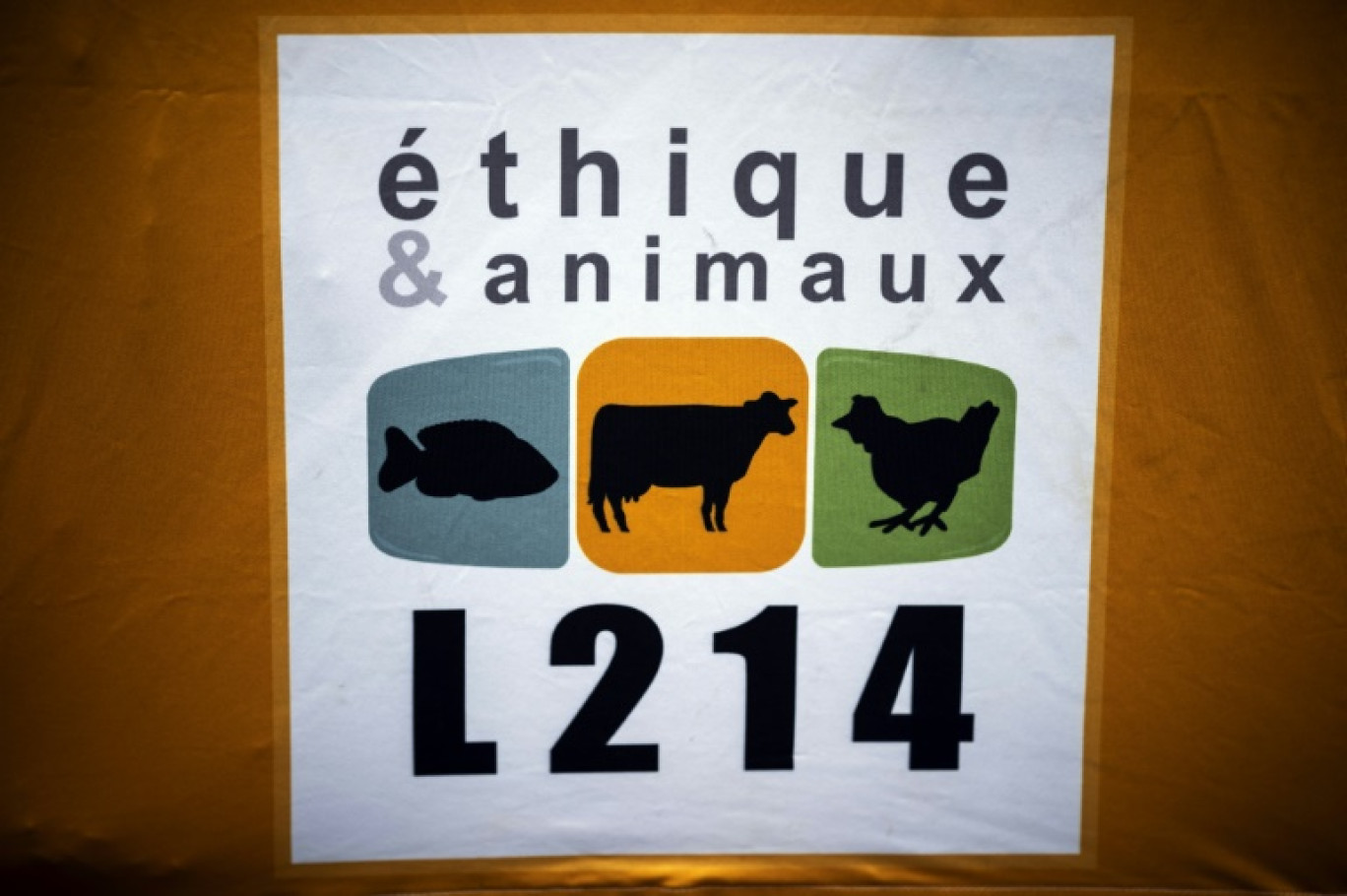 L'association de défense des animaux L214 a demandé l'interdiction de l'abattage sans étourdissement, rituel visant à produire de la viande halal ou casher © Lionel BONAVENTURE