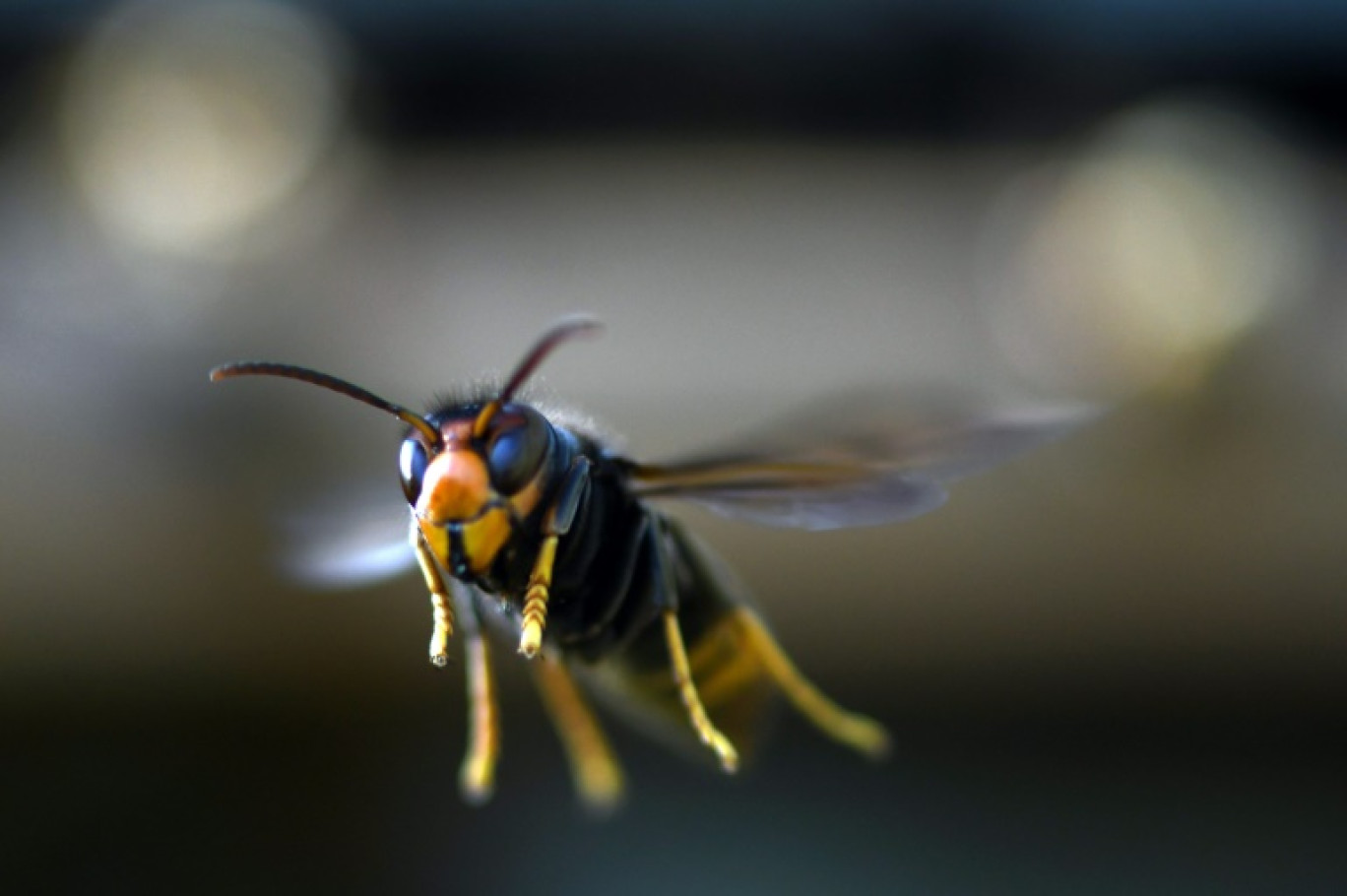 Un frelon asiatique en vol à Loué dans la Sarthe le 14 septembre 2019 © JEAN-FRANCOIS MONIER